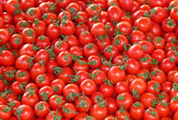 cc攻击免费网页版